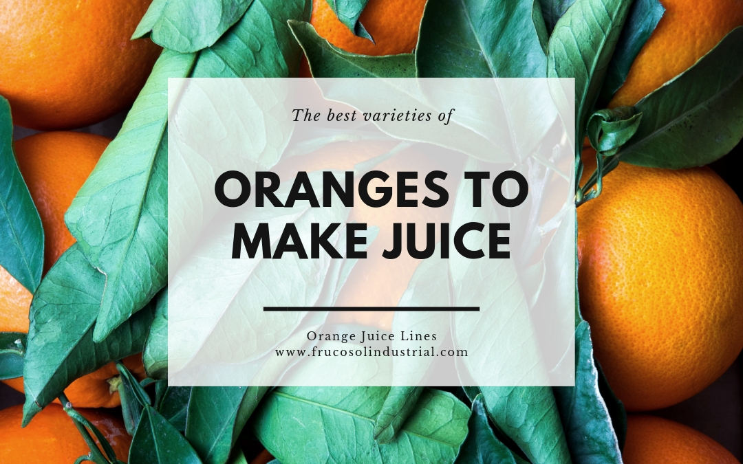 The best varieties of oranges to make juice