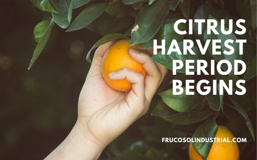 Citrus harvest period begins