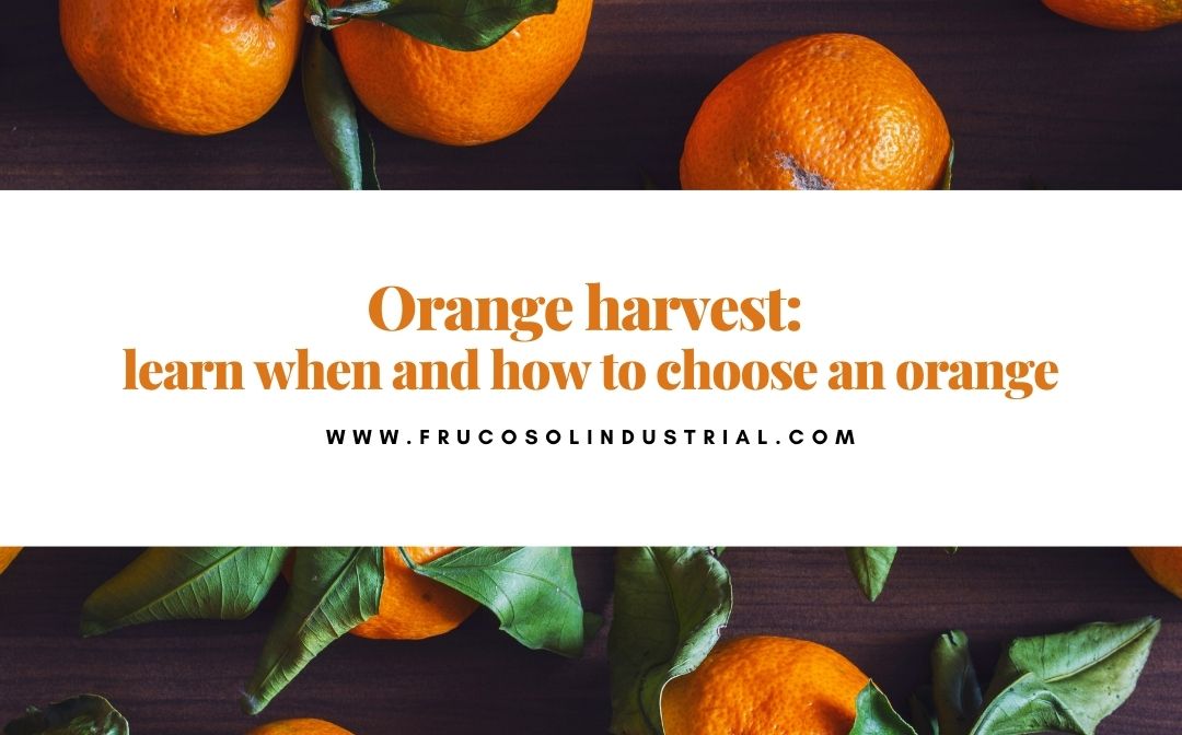 Orange harvest: learn when and how to choose an orange.